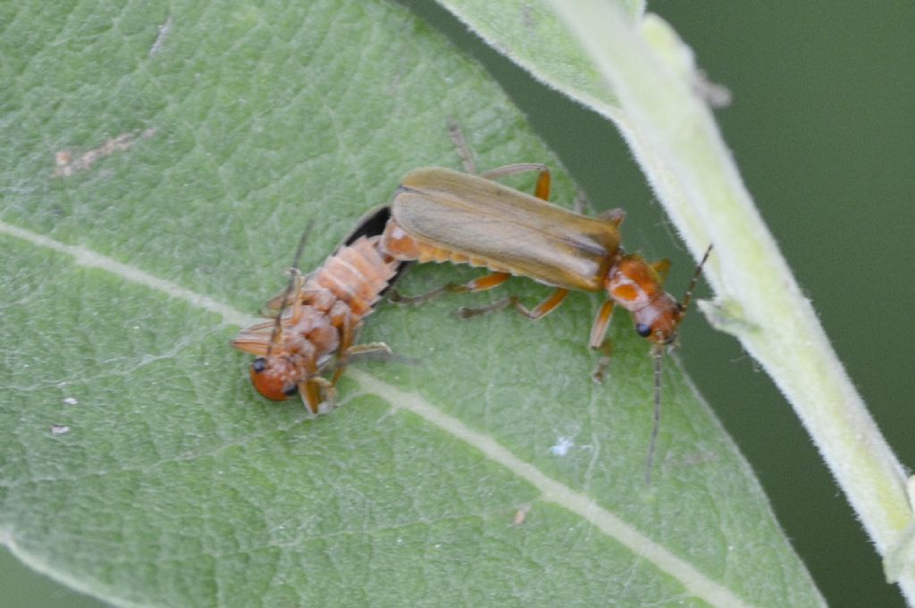 Cantharidae id.